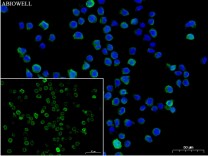 CD45 Rabbit Polyclonal Antibody