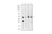 GAPDH Rabbit Polyclonal Antibody