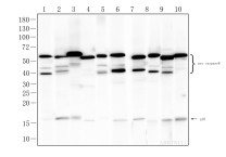 Caspase-8 Recombinant Rabbit Monoclonal Antibody