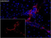 β-actin Mouse Monoclonal Antibody