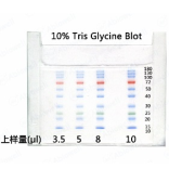 广谱彩虹预染蛋白Marker(10-180kD)