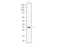 CD3 Recombinant Rabbit Monoclonal  Antibody