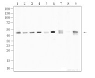 β-actin Rabbit Polyclonal Antibody