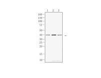 eIF2α Rabbit Polyclonal Antibody