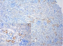 Claudin 1 Rabbit Polyclonal Antibody