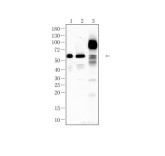 Caspase-8 Recombinant Rabbit Monoclonal Antibody