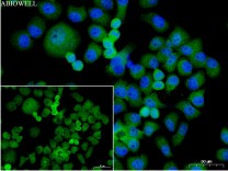 HDAC3 Recombinant Rabbit Monoclonal  Antibody