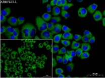 eIF2α Rabbit Polyclonal Antibody