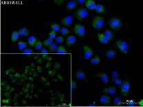 PPARA Rabbit Polyclonal Antibody