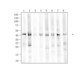 ERK1/2 Recombinant Rabbit Monoclonal Antibody