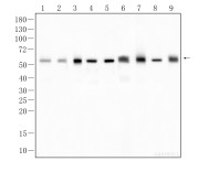 α-Tubulin Recombinant Rabbit Monoclonal Antibody