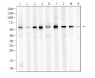 α-Tubulin Rabbit Polyclonal Antibody