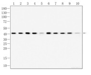 β-actin Mouse Monoclonal Antibody