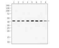 β-actin Mouse Monoclonal Antibody