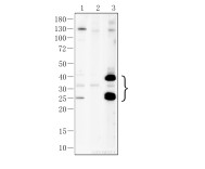 Cleaved PARP1(D214) Rabbit Polyclonal Antibody