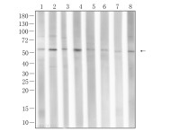 p53(Phospho Ser392) Rabbit Polyclonal Antibody