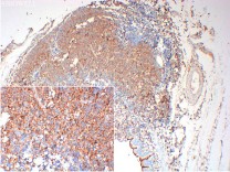 α-Tubulin Rabbit Polyclonal Antibody