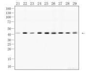 β-actin Recombinant Rabbit Monoclonal Antibody