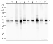 GAPDH Recombinant Rabbit Monoclonal Antibody