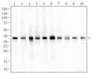 GAPDH Recombinant Rabbit Monoclonal  Antibody