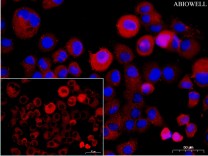 β-actin Mouse Monoclonal Antibody