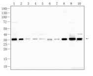 CDK2 Recombinant Rabbit Monoclonal Antibody