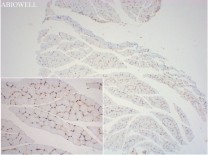 Cytokeratin 19 Recombinant Rabbit Monoclonal Antibody