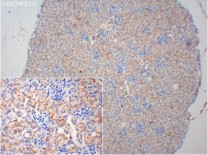 Cytokeratin 19 Recombinant Rabbit Monoclonal Antibody