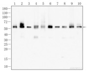 α-tubulin Rabbit Polyclonal Antibody