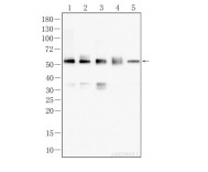 α-tubulin Rabbit Polyclonal Antibody