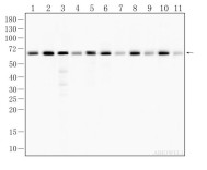 AMPKα1 Recombinant Rabbit Monoclonal  Antibody