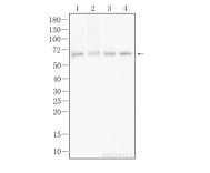 AMPKα1 Recombinant Rabbit Monoclonal  Antibody