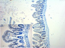 ATF4 Recombinant Rabbit Monoclonal Antibody