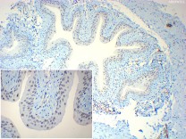 XBP1 Recombinant Rabbit Monoclonal  Antibody