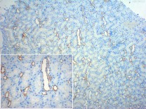 β III tubulin Rabbit Polyclonal Antibody