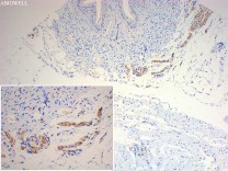 β-Tubulin Mouse Monoclonal Antibody