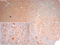 β-Tubulin Mouse Monoclonal Antibody