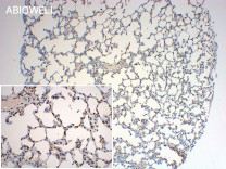 Lamin B1 Recombinant Rabbit Monoclonal Antibody