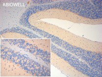 MFN2 Rabbit Polyclonal Antibody