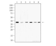 Goat anti-Rabbit IgG (H+L) Secondary Antibody, HRP