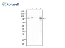 CD86 Recombinant Rabbit Monoclonal Antibody