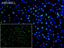 STAT3(Phospho Ser727) Recombinant Rabbit Monoclonal Antibody