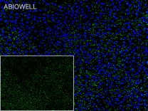 PKR(Phospho Thr446) Rabbit Polyclonal Antibody