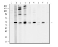 MSI1 Recombinant Rabbit Monoclonal Antibody