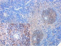 CD27 Recombinant Rabbit Monoclonal Antibody