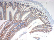 Calnexin Recombinant Rabbit Monoclonal Antibody