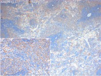 Calnexin Recombinant Rabbit Monoclonal Antibody