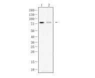 SYN1(Phospho Ser9) Recombinant Rabbit Monoclonal Antibody