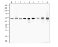 ATG4B Recombinant Rabbit Monoclonal Antibody