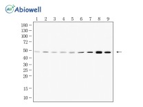 HDAC3 Recombinant Rabbit Monoclonal  Antibody